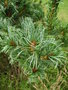 vignette Pinus parviflora 'Glauca'  - Pin blanc des japonais