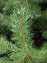 vignette Pinus sylvestris