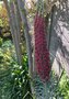 vignette Echium wildpretii