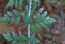 vignette Rubus thibetanus 'Silver Fern'