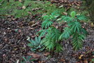 vignette Melianthus minor / Melianthaceae / Afrique du Sud