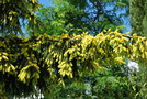 vignette Picea orientalis 'Aurea'
