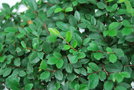 vignette Ulmus parvifolia
