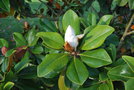 vignette Magnolia grandiflora