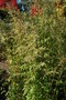 vignette Artemisia lactiflora 'Elfenbein'