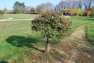 vignette Quercus robur cv.