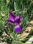 vignette Iris sibirica - Iris de Sibrie