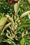 vignette Lithocarpus henryi