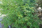 vignette Psoralea glandulosa / Fabaceae / Chili,Bolivie,Prou