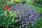 vignette Erysinum linifolium 'Bowles Purple'