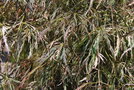 vignette Acer palmatum 'Beni-shidare Tricolor'