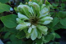 vignette Clematis 'Green Passion'