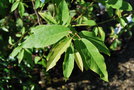vignette Magnolia salicifolia 'Van Veen'