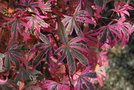 vignette Acer palmatum 'Shirazz'