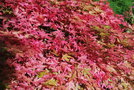 vignette Acer palmatum 'Corallinum'