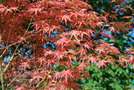 vignette Acer palmatum 'Searles Variegated'