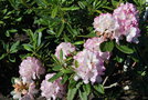 vignette Rhododendron 'Picotee'