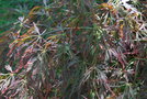 vignette Acer palmatum var. dissectum 'Toyama'