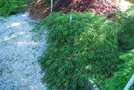 vignette Acer palmatum var. dissectum 'Lemon Chiffon'