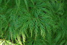 vignette Acer palmatum var. dissectum 'Suisei'