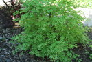 vignette Acer palmatum ssp. matsumurae 'Shigi-no-hoshi'