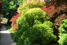 vignette Acer palmatum cv.