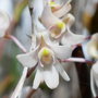 vignette Dendrobium odontochilum