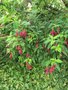 vignette Fuchsia 'Whiteknights Amethyst'