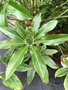 vignette Philodendron goeldii