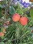 vignette Prunus domestica subsp. syriaca  - Prunier mirabelier 'Badoual' au rond de jardin  Brest