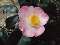vignette Camellia 'Sunny Side'