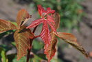 vignette Acer griseum x pseudosieboldianus