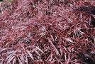 vignette Acer palmatum var. dissectum 'Tamukeyama'
