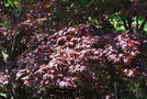 vignette Acer palmatum 'Oshio-beni'