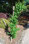 vignette Berchemia racemosa / Rhamnaceae
