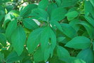 vignette Sassafras albidum / Lauraceae / est USA