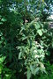 vignette Viburnum rhytidophyllum 'Variegatum'