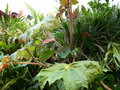 vignette Begonia x ricinifolia
