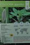 vignette Colocasia gigantea