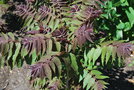 vignette Ailanthus altissima 'Purple Dragon'