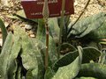 vignette Gasteria maculata