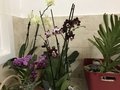 vignette Orchides