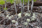 vignette Cladonia pycnoclada