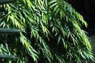 vignette Polyalthia longifolia