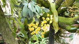 vignette Dendrobium chrysotoxum ?
