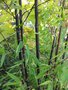 vignette Phyllostachys nigra