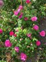 vignette Rosa gallica 'Officinalis' = Rosa gallica 'semi-duplex' = Rosa gallica 'plena' - Rose des Apothicaires, Rose de Provins,