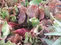 vignette Sarracenia purpurea ssp venosa