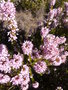 vignette Erica multiflora/bruyre  nombreuses fleurs