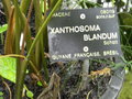 vignette Xanthosoma blandum